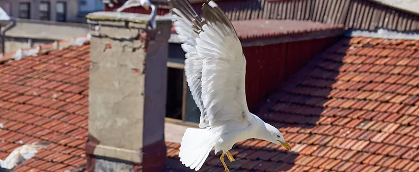 Residential Chimney Animal Removal Solution in Elmwood Park, NJ
